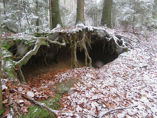 Pieczara pod korzeniami drzew. Pieczara pod korzeniami drzew.