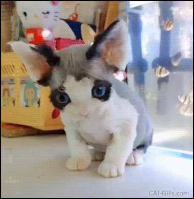 Amazing Kitten GIF • Beautiful, cute and weird kitty looking like Gremlin or Pokemon. Amazing Kitten GIF • Beautiful, cute and weird kitty looking like Gremlin or Pokemon.