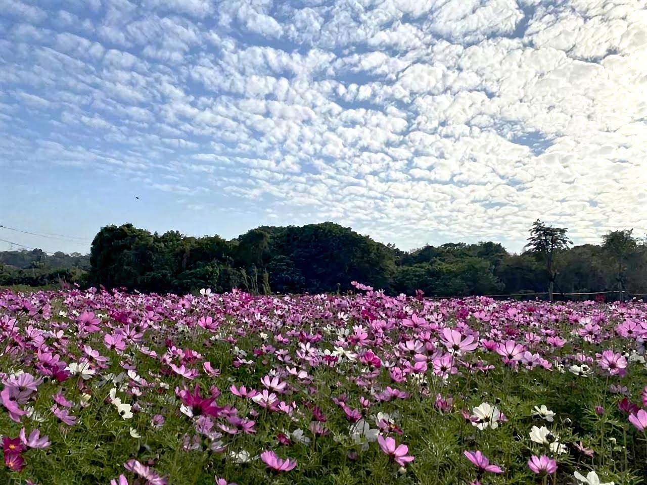 山上花園水道博物館遍地開花|年節離開人群市區賞花趣
