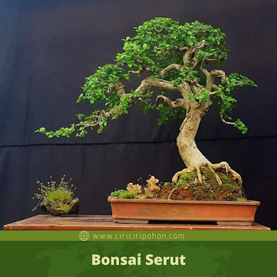 Bonsai Serut