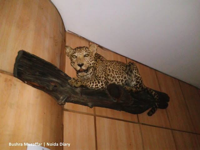 Noida Diary: Taxidermic Leopard at The National Museum of Natural History
