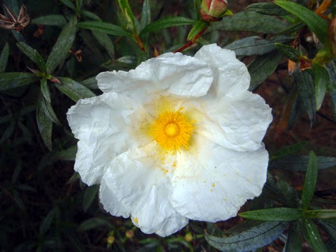 Jara pringosa (Cistus ladanifer)