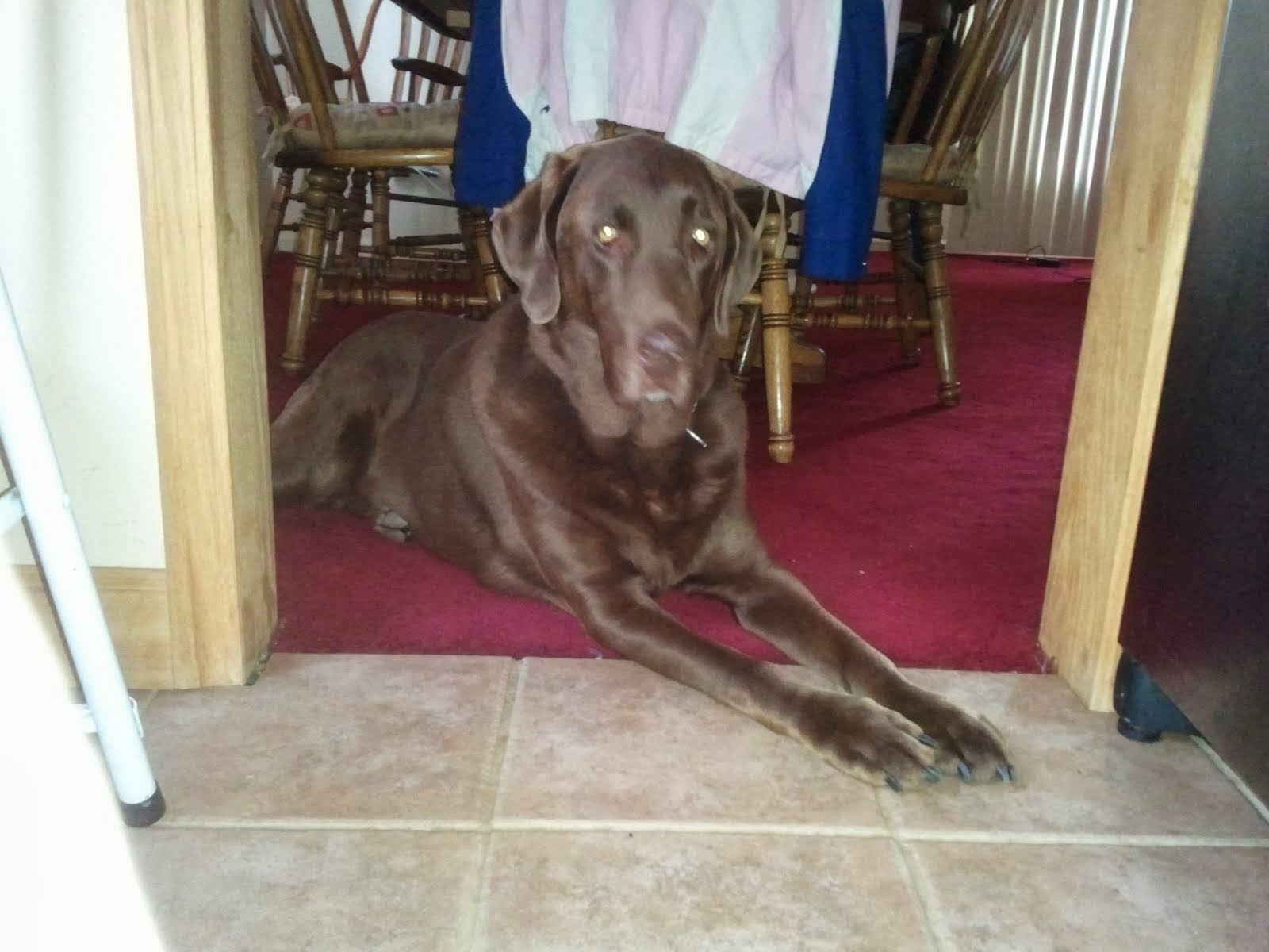 My handsome Chocolate Lab Harley