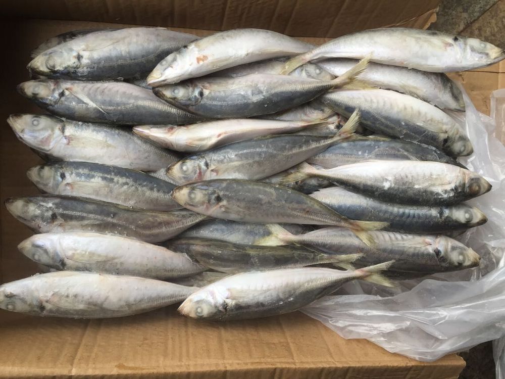 Horse Mackerel Price Information and Guides Horse Mackerel Fish