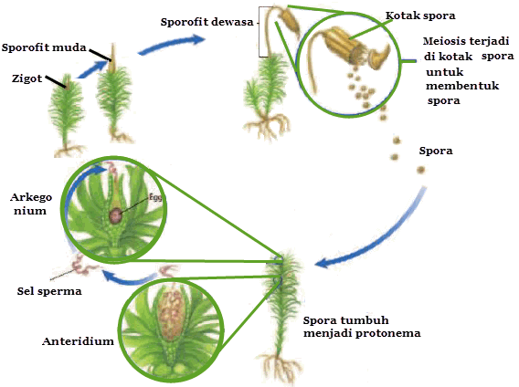 Reproduksi Tumbuhan  Paku  dan Lumut Mikirbae com