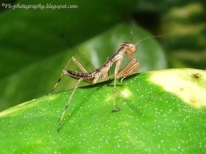 Baby Praying Mantis Nature, Cultural, and Travel Photography Blog