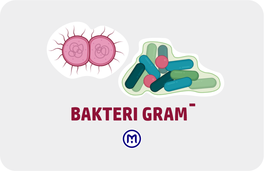 Ciri Ciri Bakteri Gram Negatif Dan Contoh Spesiesnya Microbeholic