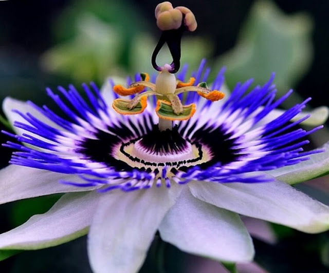 Chingum — Discover Curiosities: 20 most unusual flowers in the world