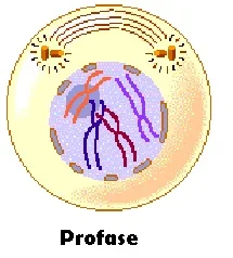 Profase mitosis - berbagaireviews.com