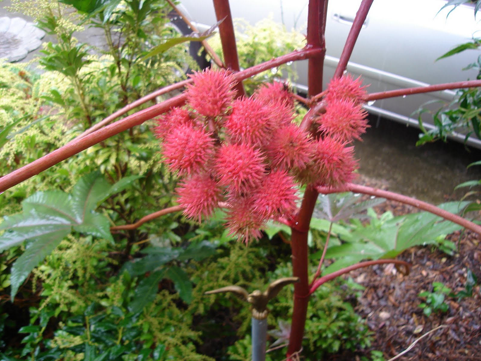 Nanniepannie's Blog CASTER BEAN PLANT