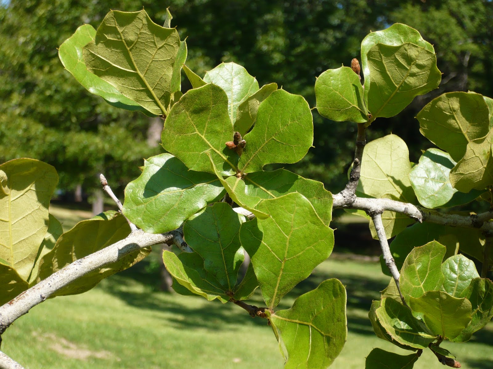 Centenary College Arboretum: Quercus marilandica
