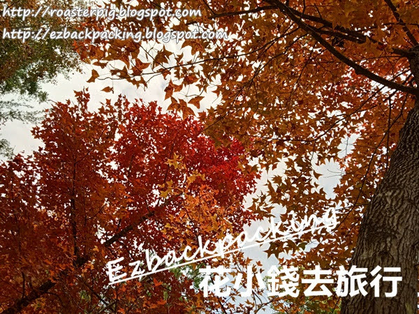 2021大棠紅葉點去(12月24日更新):K66+68R+紅葉巴士+小巴+大棠交通攻略