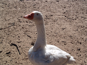 Our wandering goose, Magellan