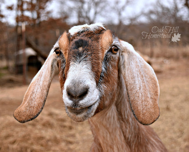 A brown Nubian dairy goat