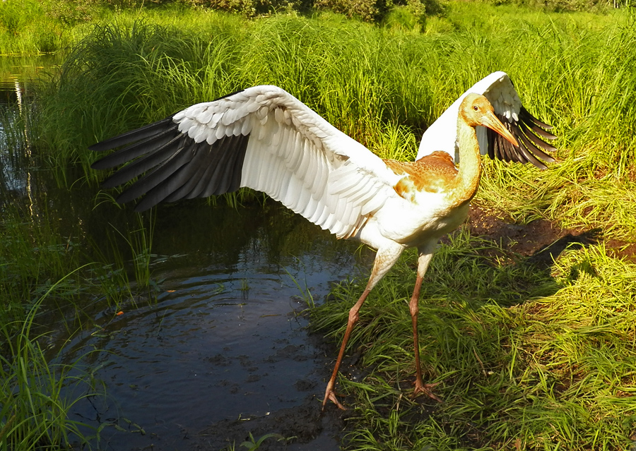 зубровый питомник окского заповедника.