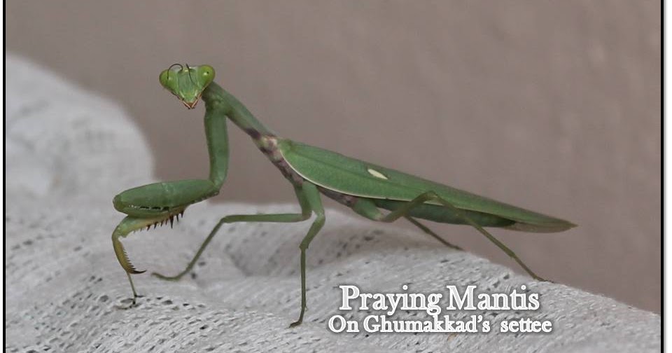 Ghumakkad Harsh Praying Mantis