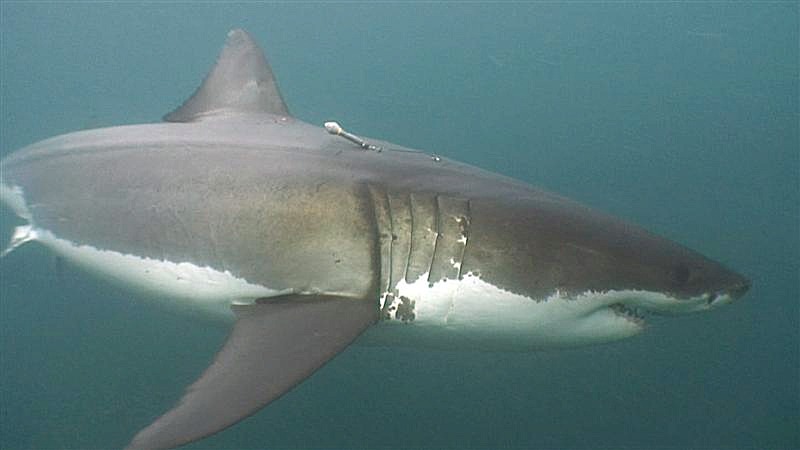 The Best Shark Dive in the World!: Taggings GW Sharks in New Zealand!