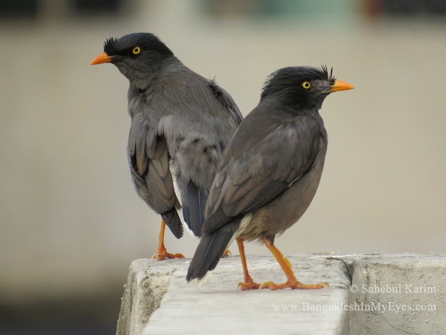 Common Myna