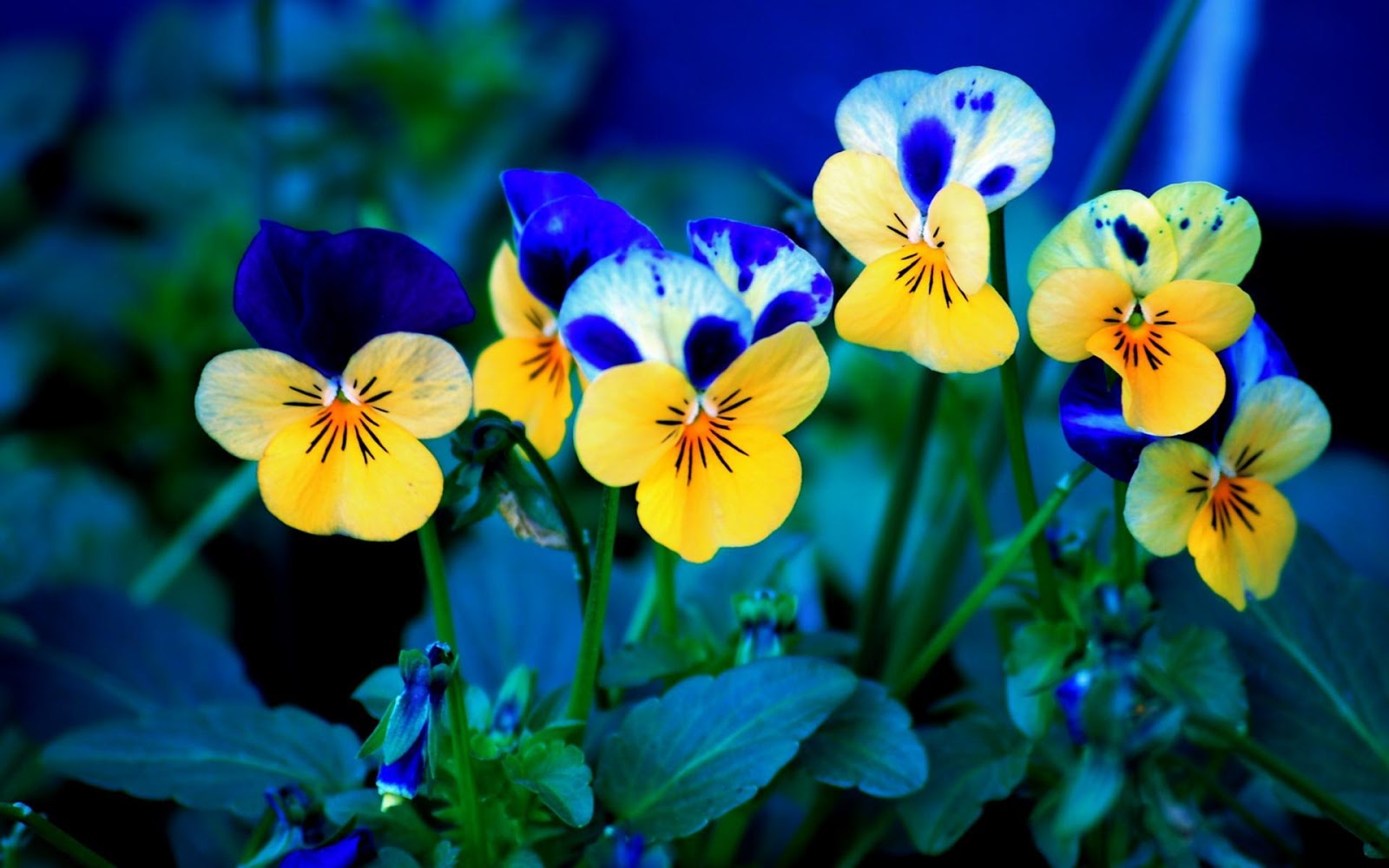 http://1.bp.blogspot.com/-SCz1WhbXjZo/UWzMXzVpKiI/AAAAAAAAAks/ZdMOU-tjWp0/s1600/viola-pansee-bluers-flowers-hd-wallpaper.jpg