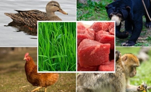 PENGGOLONGAN HEWAN BERDASARKAN JENIS MAKANAN