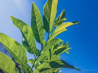 Green Sweetsops Or Annona Squamosa Leaves In Bright Atmosphere Of The Morning Sky