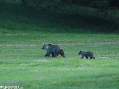 European Brown Bear Alpha Male In Karst Forest, Slovenia T-Shirt