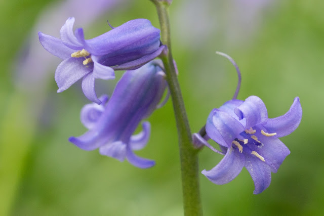 A macro shot of bluebells at Wanstead Park, East London