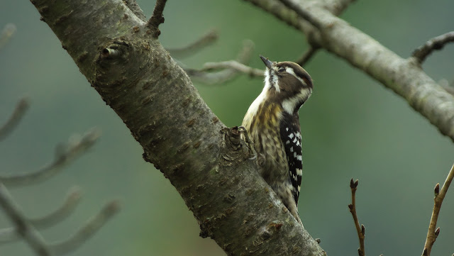 農村部と都市部の人口 都市部は高レベルの汚染を発生させます。