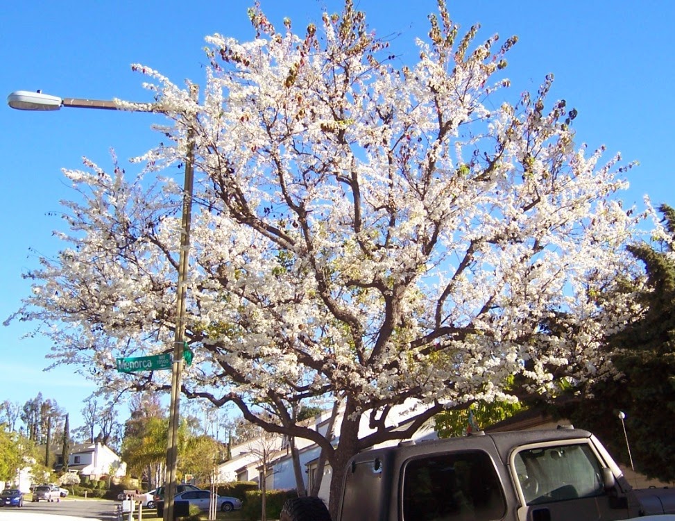 The 2 Minute Gardener Photo Evergreen Pear Tree (Pyrus kawakami)