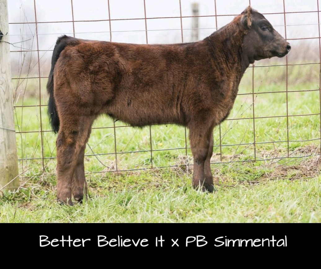 RCC Blog Hamilton Cattle RCC sired calves Selling in Southern Ohio