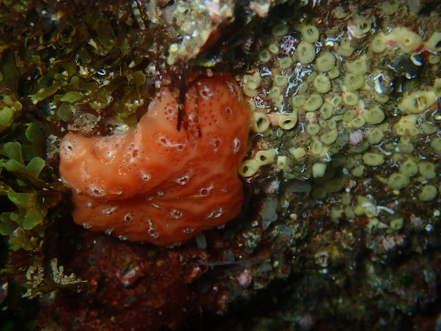 Cliona viridis Cliona viridis
