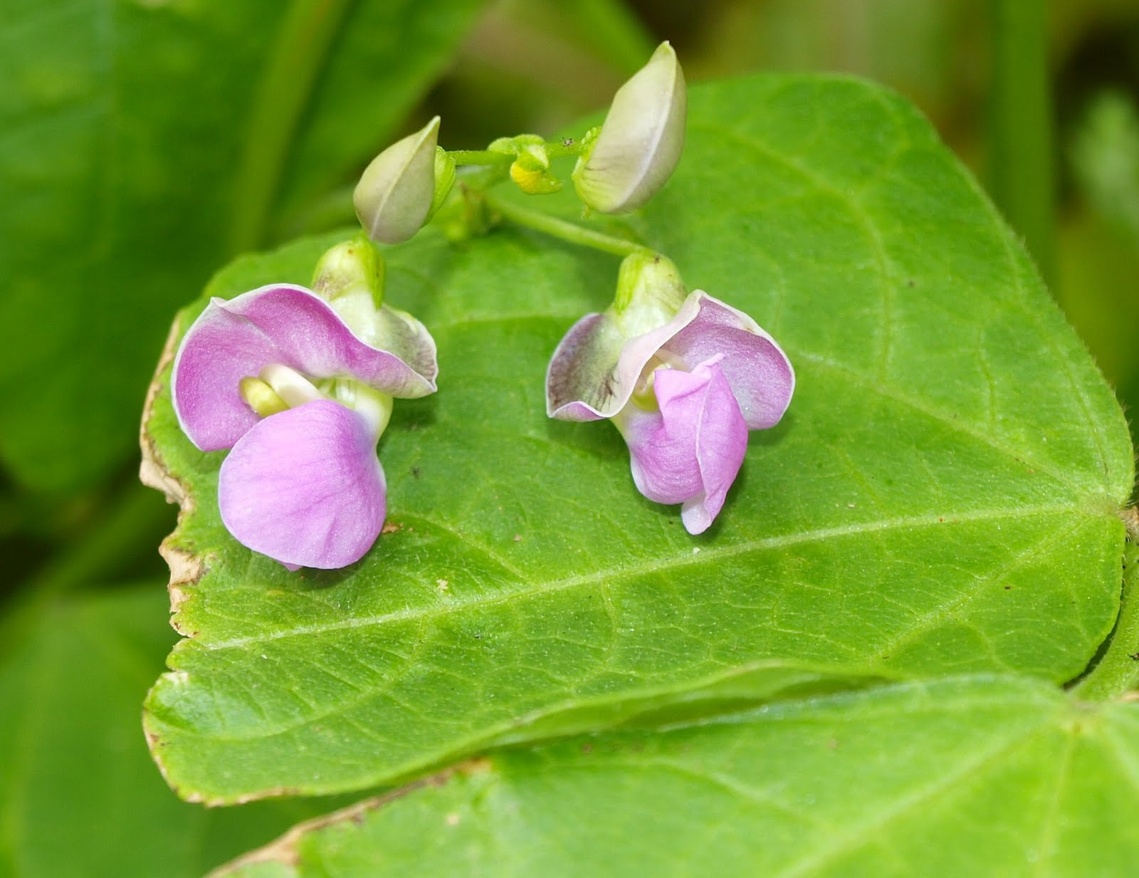 Mark's Veg Plot Bean flower collection