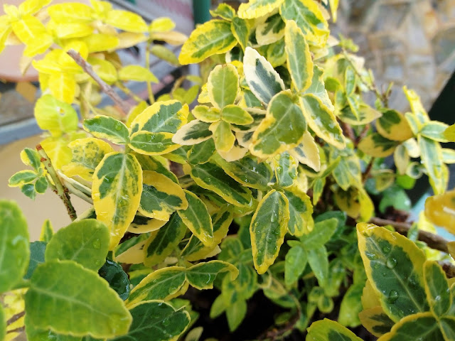 Bonetero rastrero (Euonymus fortunei "Emerald' n 'Gold").