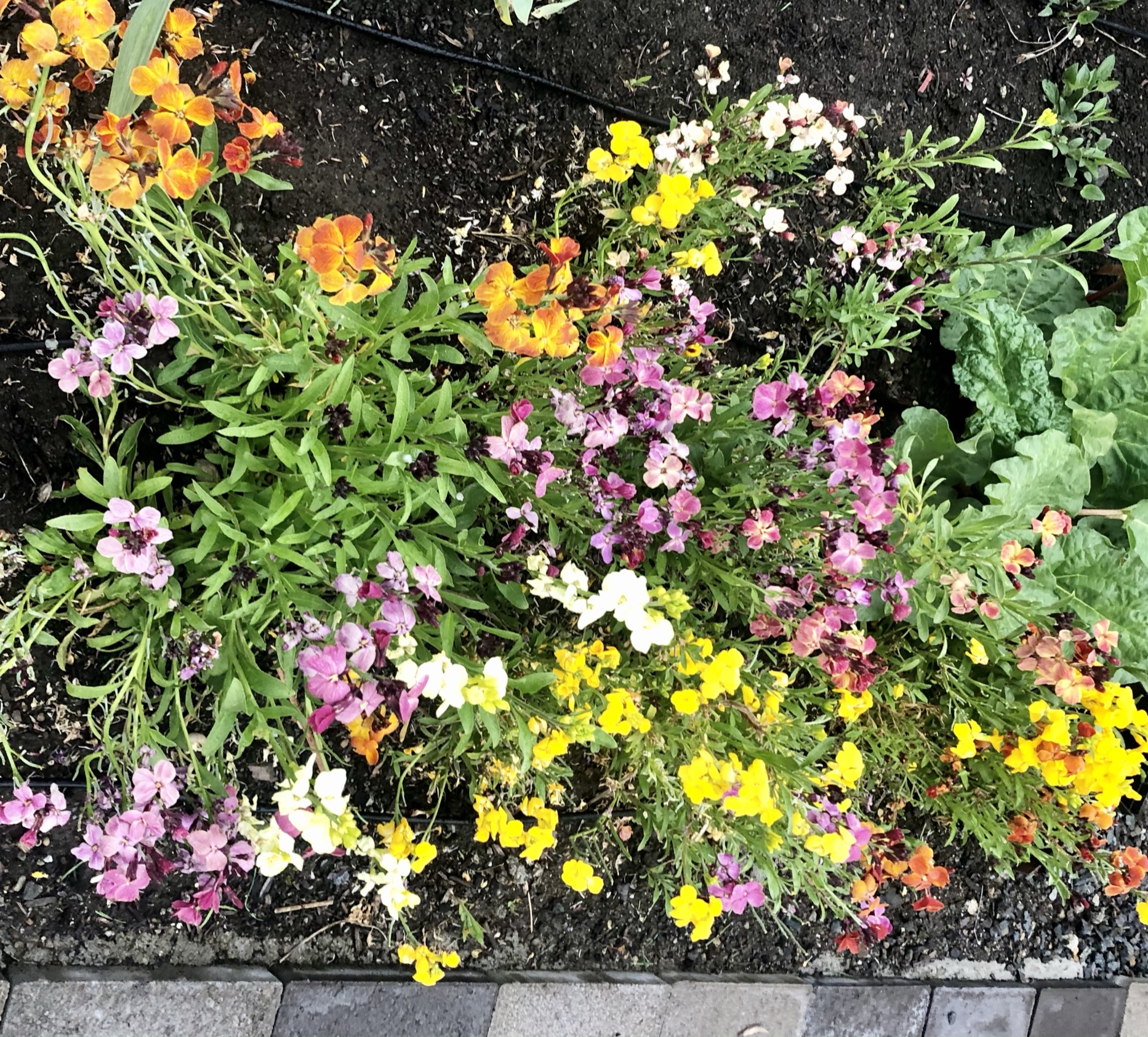 My Garden at Ovation at Oak Tree English Wallflowers