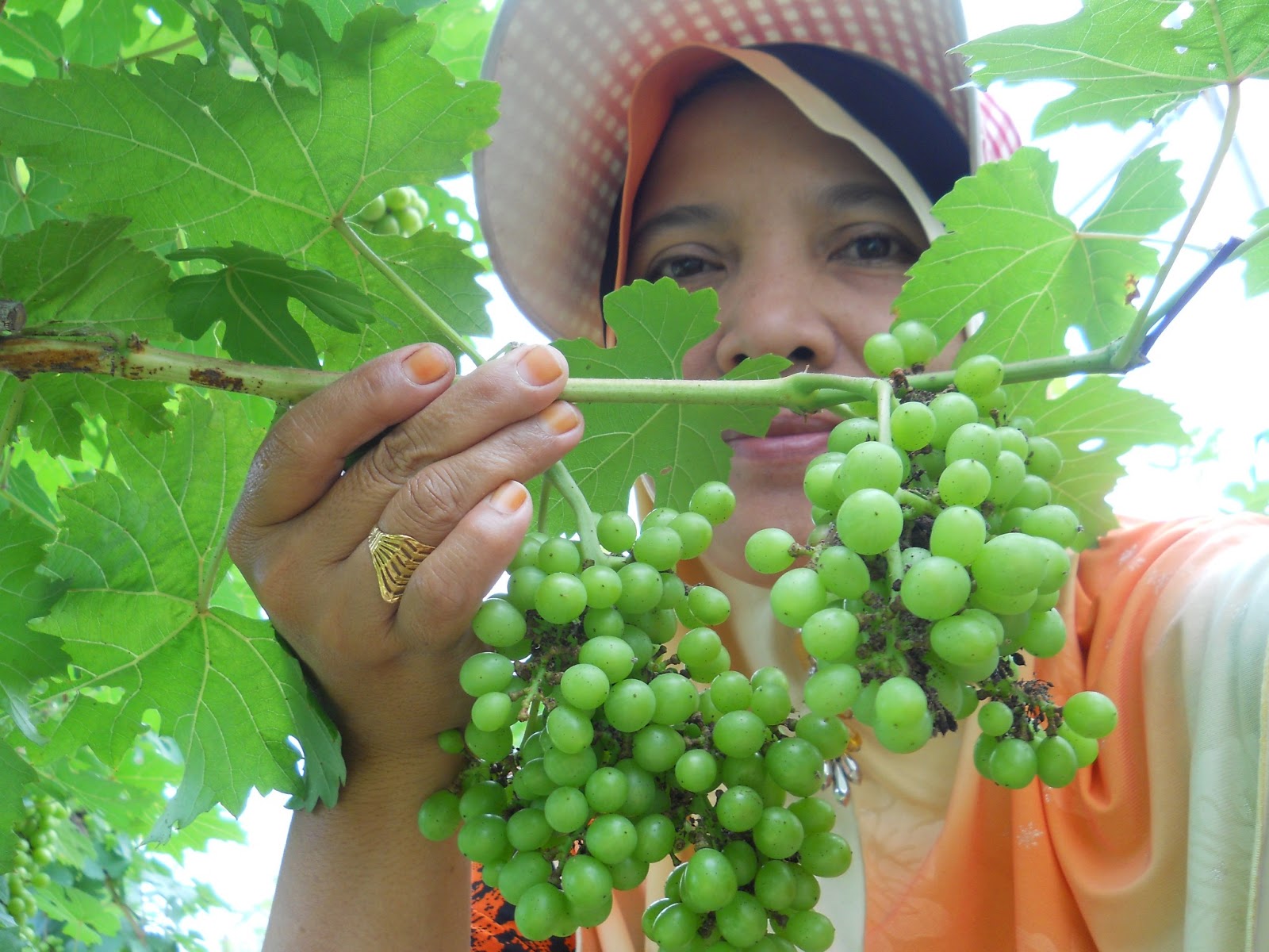 Saloma Vineyard