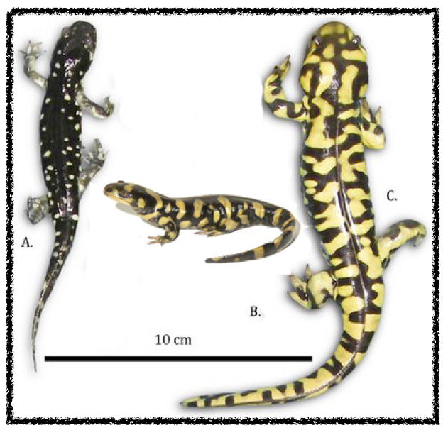 Conservation Biology: Tiger Salamanders