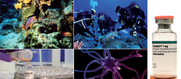 Resultado de imagen de organismos marinos cancer