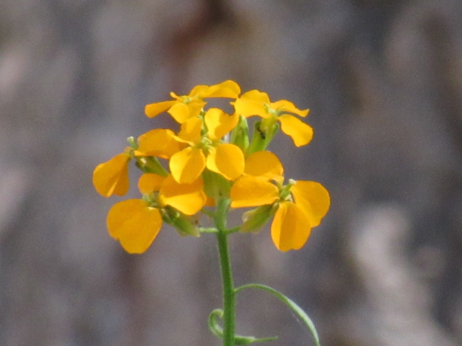 Vaughn the Road Again Orange Wildflowers