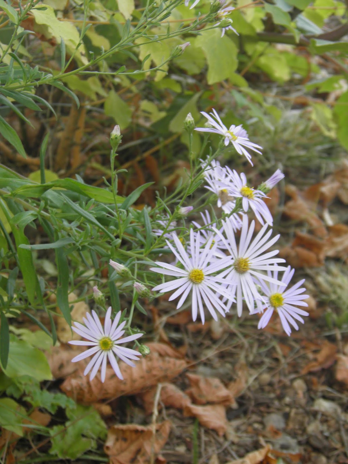 Mon Jardin Quercynois Septembre 2019