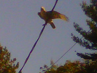 eaglle theridgewoodblog.net