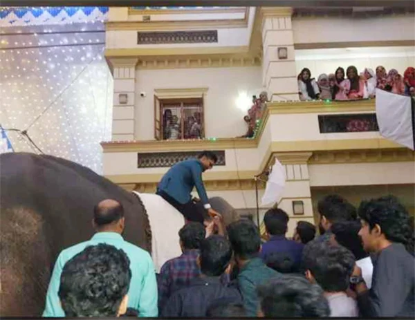 Case against groom who used elephant in marriage function, News, Local-News, Humor, Case, Marriage, Video, Lifestyle & Fashion, Kerala