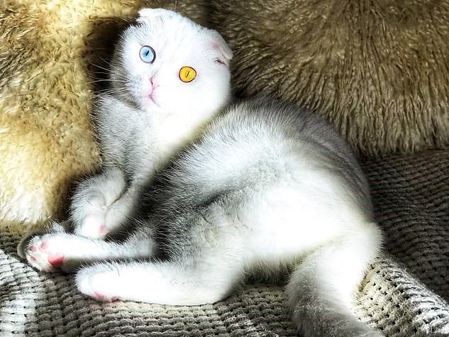 10 Baka Kucing Paling Cantik Dan Comel Dalam Dunia Iluminasi