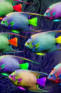 Very Nice Iphone Fish Wallpaper | New Stylish Wallpaper