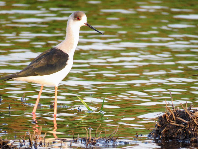 Uganda Birds: Black-winged Stilt Uganda Birds: Black-winged Stilt