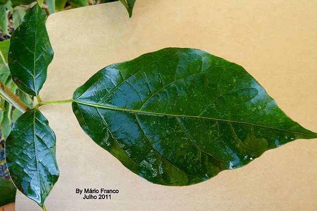 Meu Cantinho Verde: IPÊ-BRANCO - ( Tabebuia roseo-alba )
