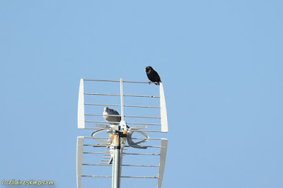 Estornell negre (Sturnus unicolor)