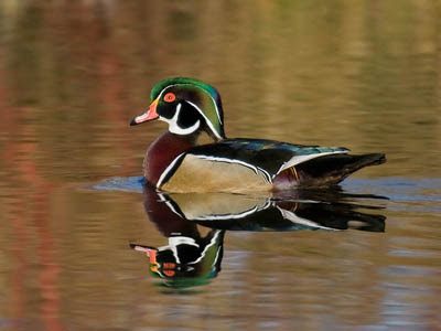 Photo of a Wood Duck on a pond Photo of a Wood Duck on a pond
