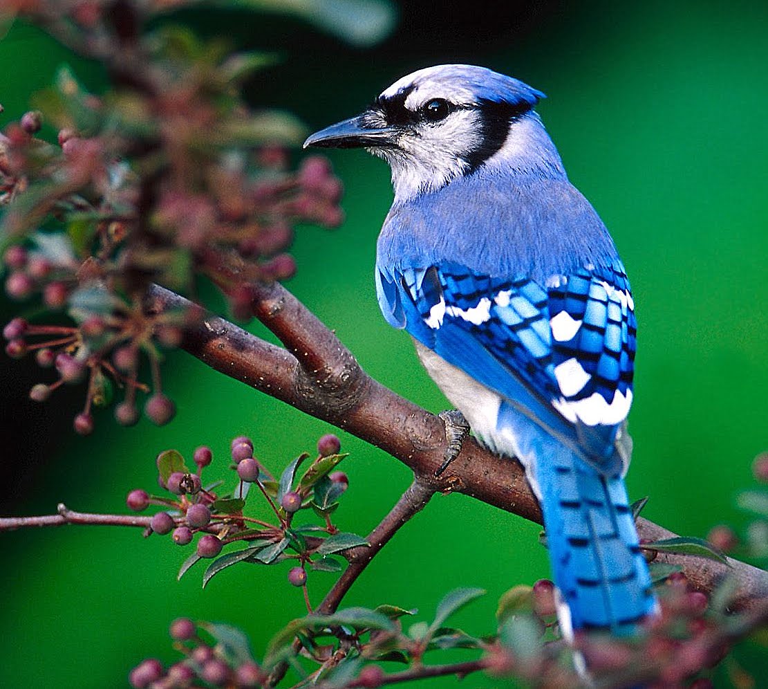 Bird In Everything Blue Jay Bird Habitat
