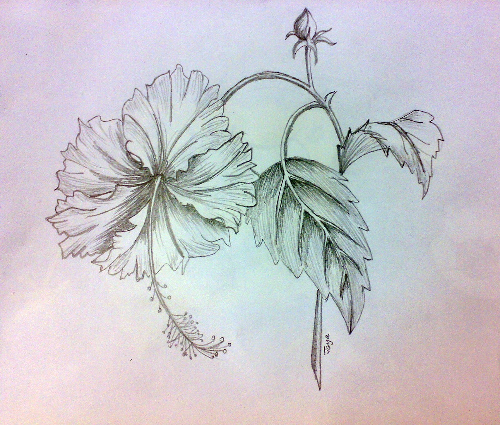 Jaya's Shades: Pencil Sketching: Hibiscus flower