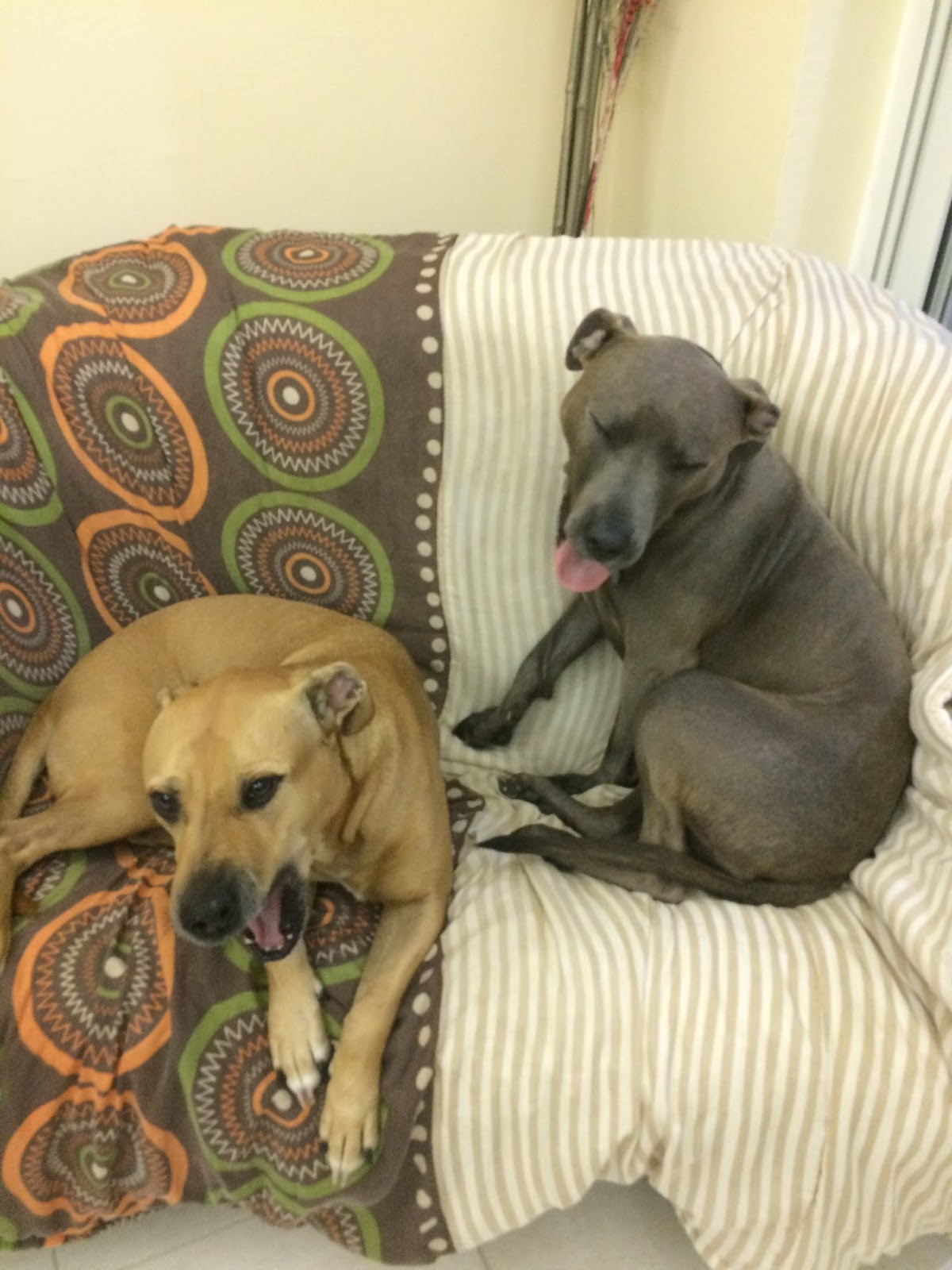 Expat Life with Chickenruby Dogs for adoption in Dubai with Animal Tales